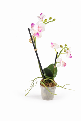 Knstliche Orchidee Phalaenopsis im Topf  2 Triebe  H ca. 30 cm   Kunstblume wei-lila  Pflegeleicht & langlebig