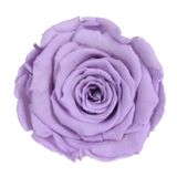 Hell Violett (vio03)