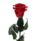 Rot (red02)