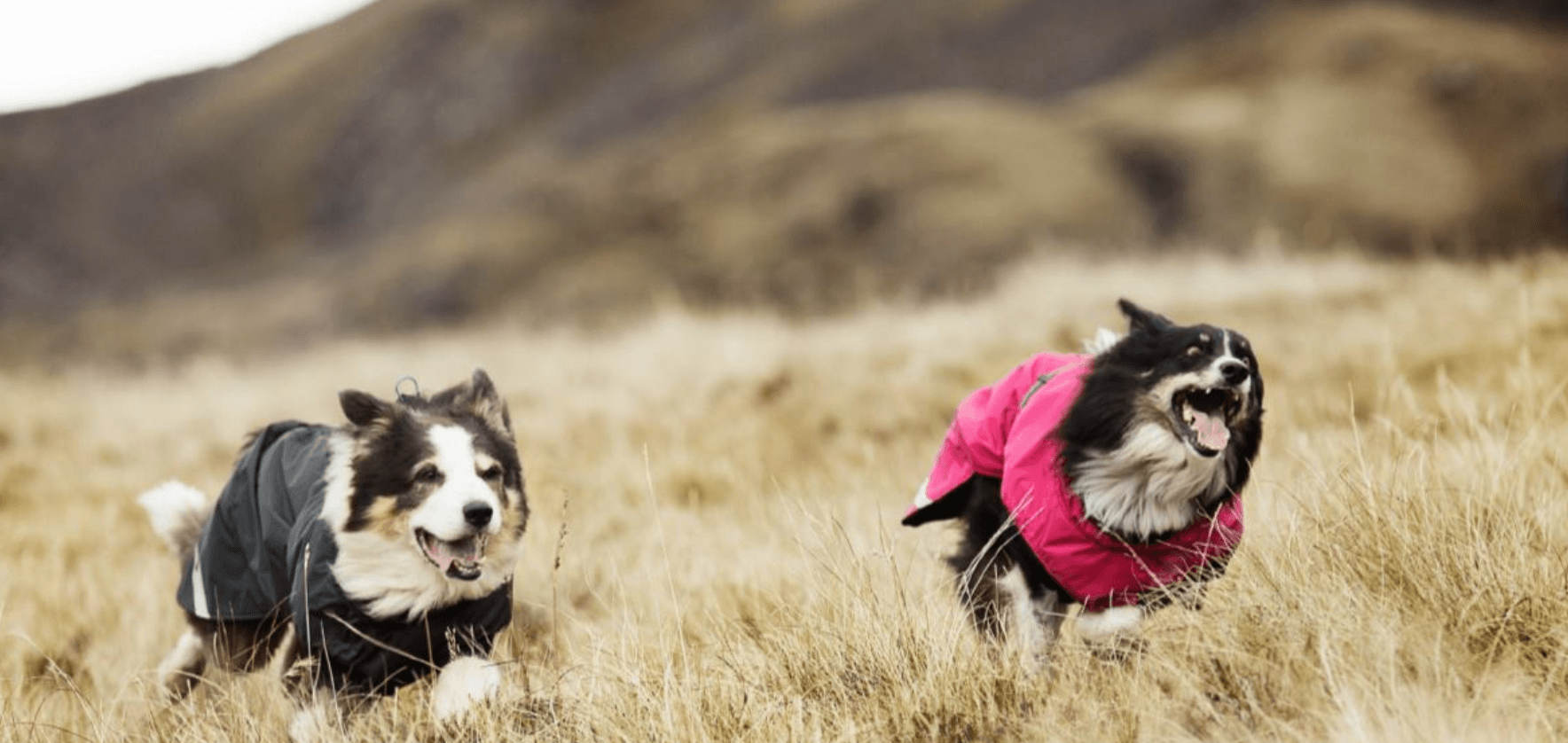 Hurtta Hundemantel Hundepfeifen Hunde Leckerchen Beutel Hunde Training