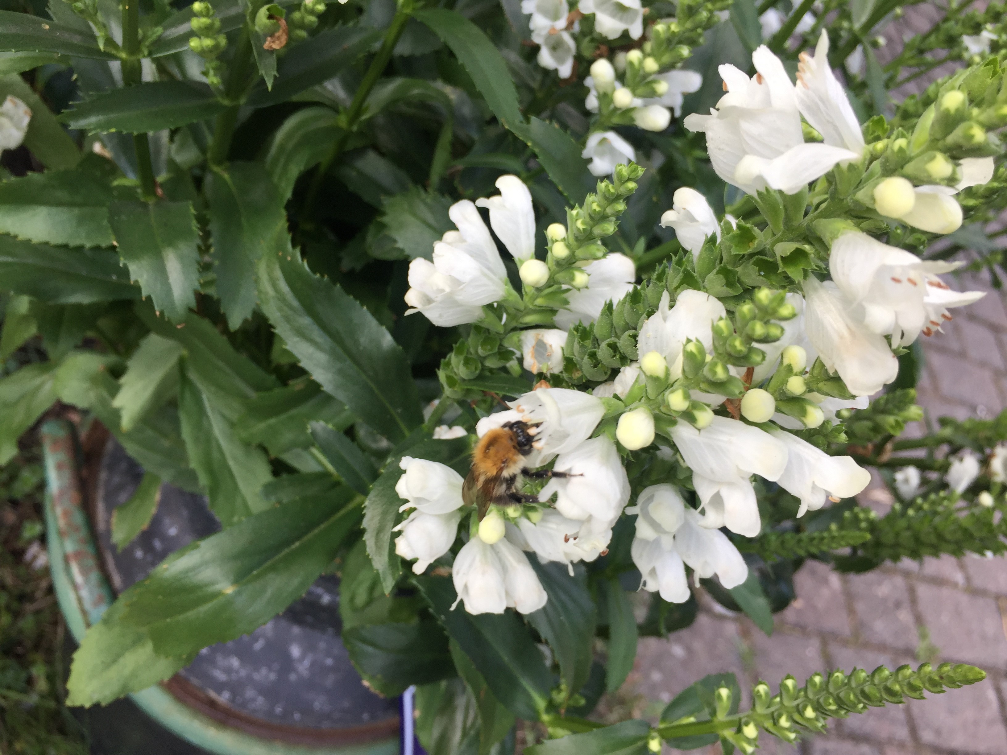 Ein insektenfreundlicher Garten So geht´s!