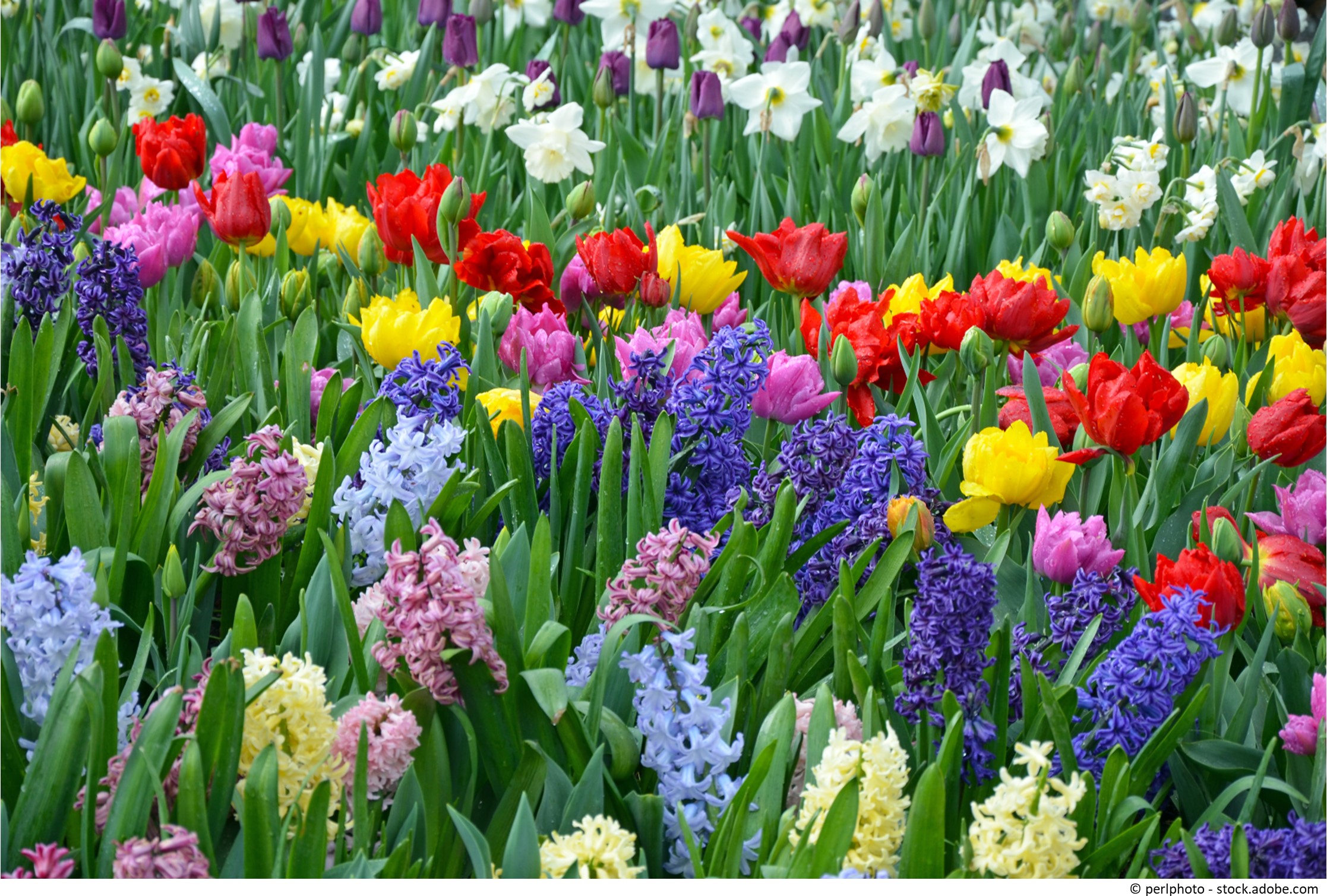 Unsere Top 5 Blumen für den Frühling