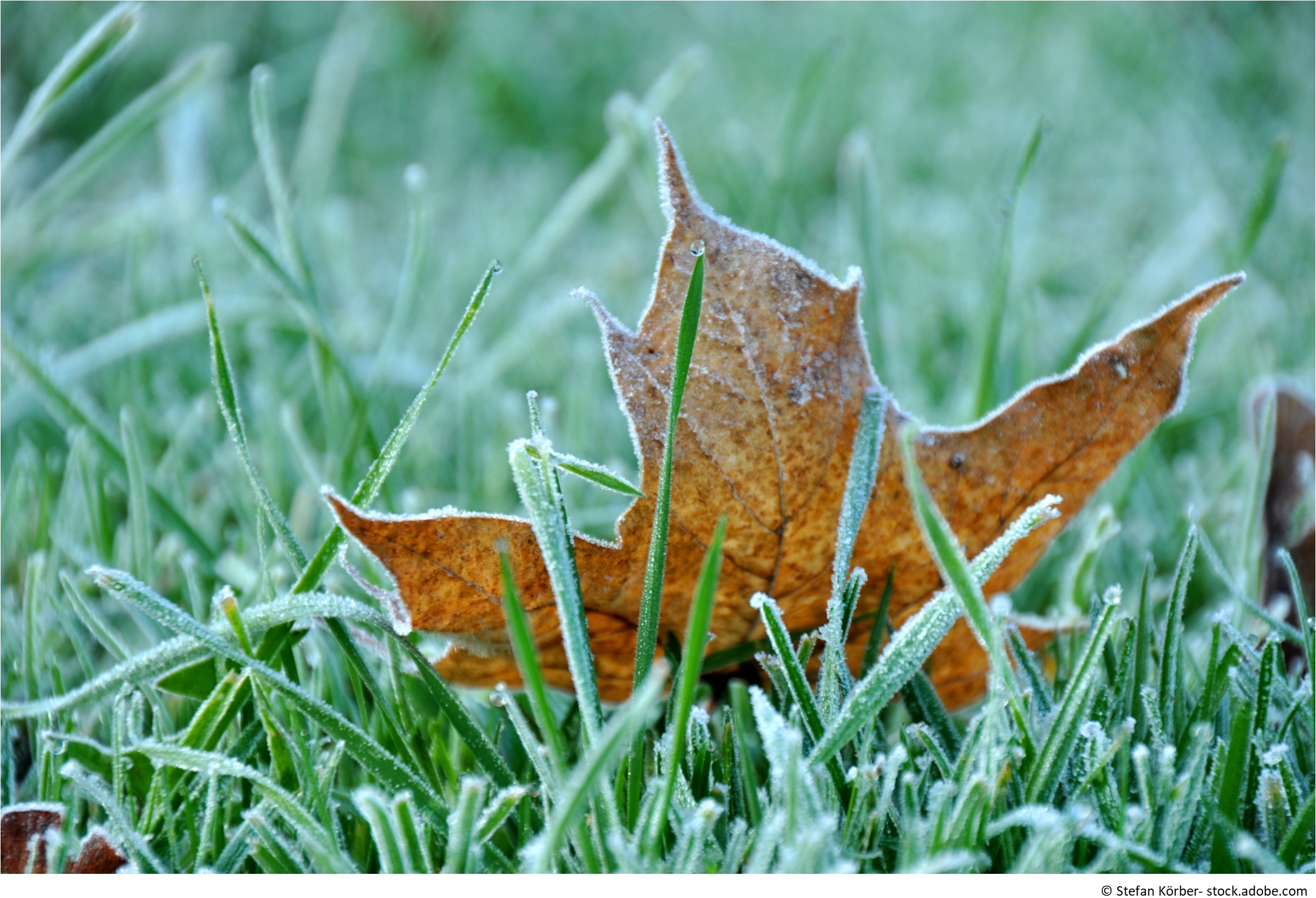 garten im november