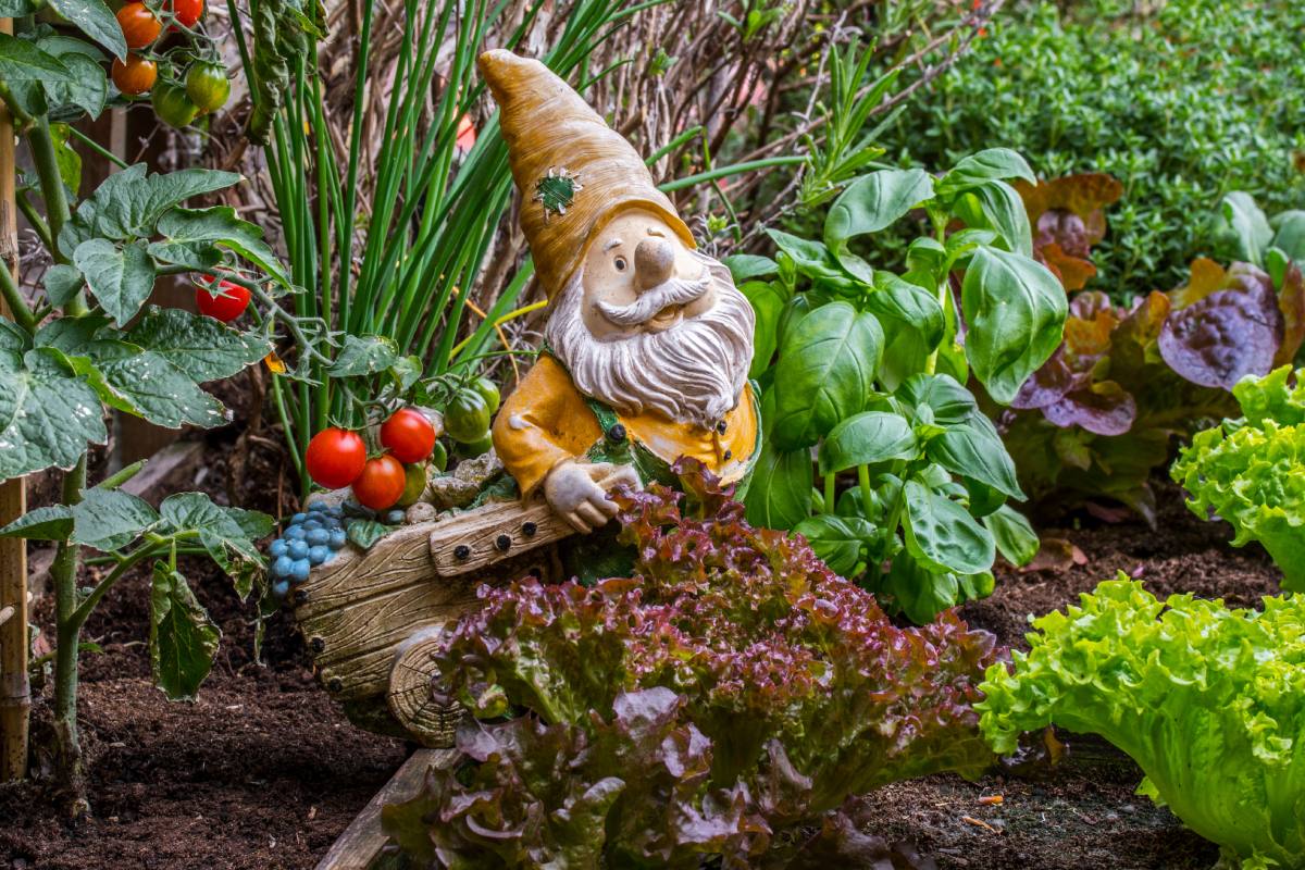 Gartenzwerg steht dekorativ im Gemüsebeet