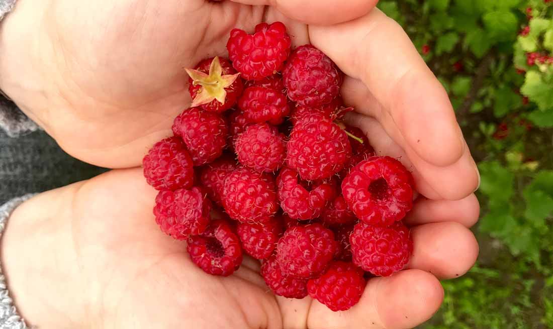 Himbeeren in der Hand