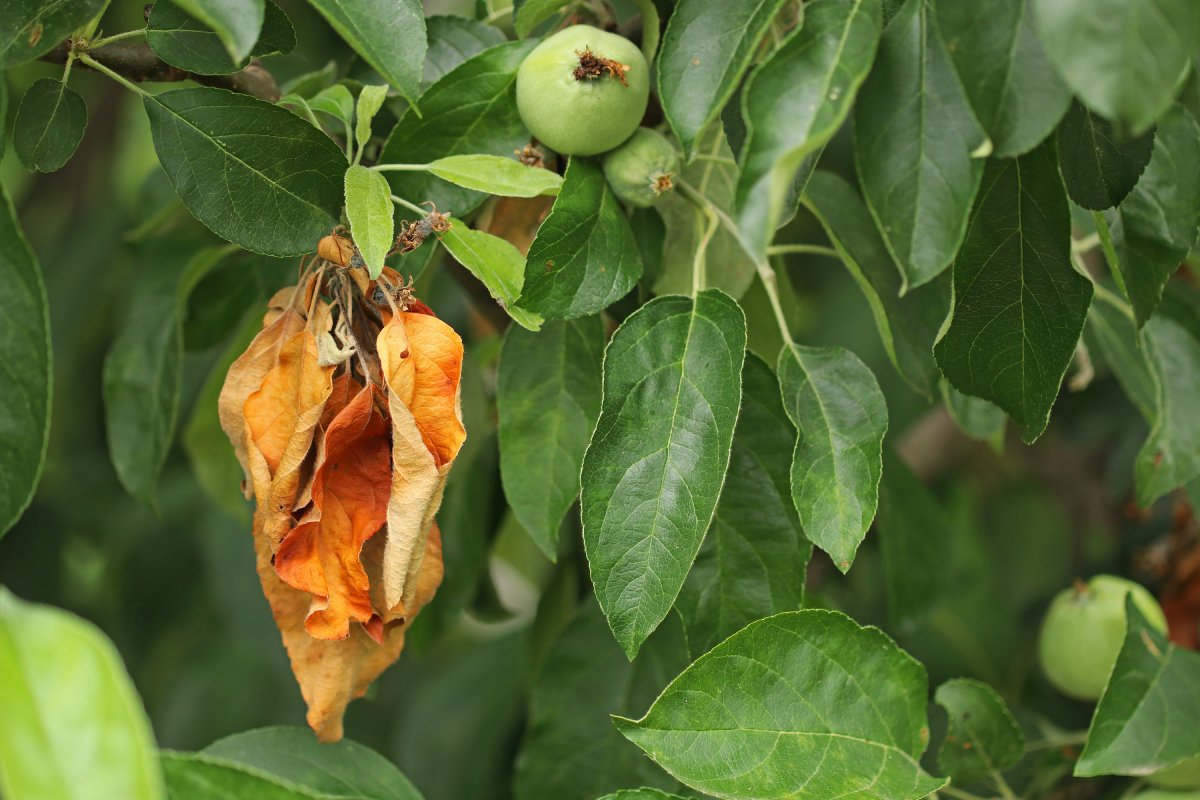 Obstbaum mit Feuerbrand