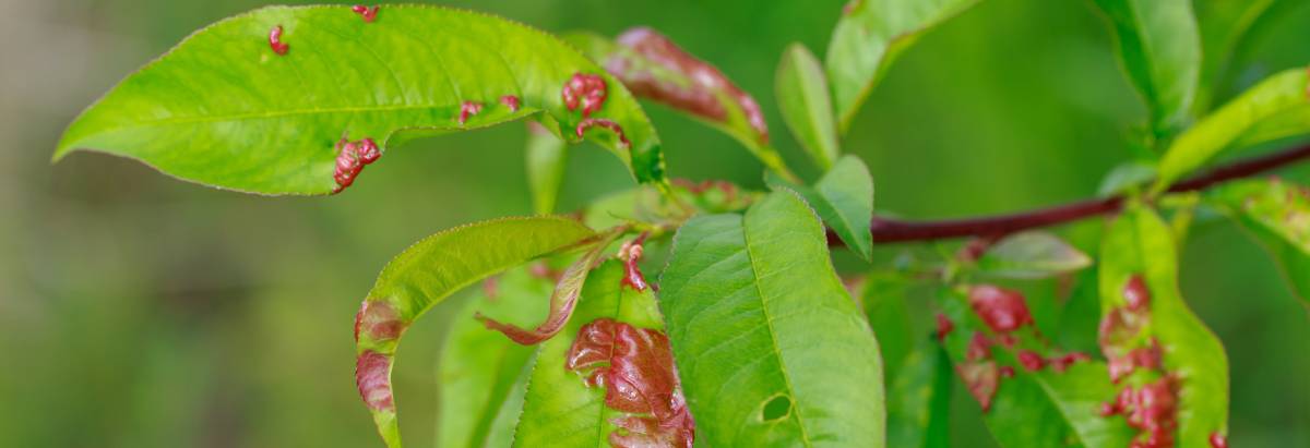 Pilzkrankheiten im Garten: Arten und deren Bekämpfung