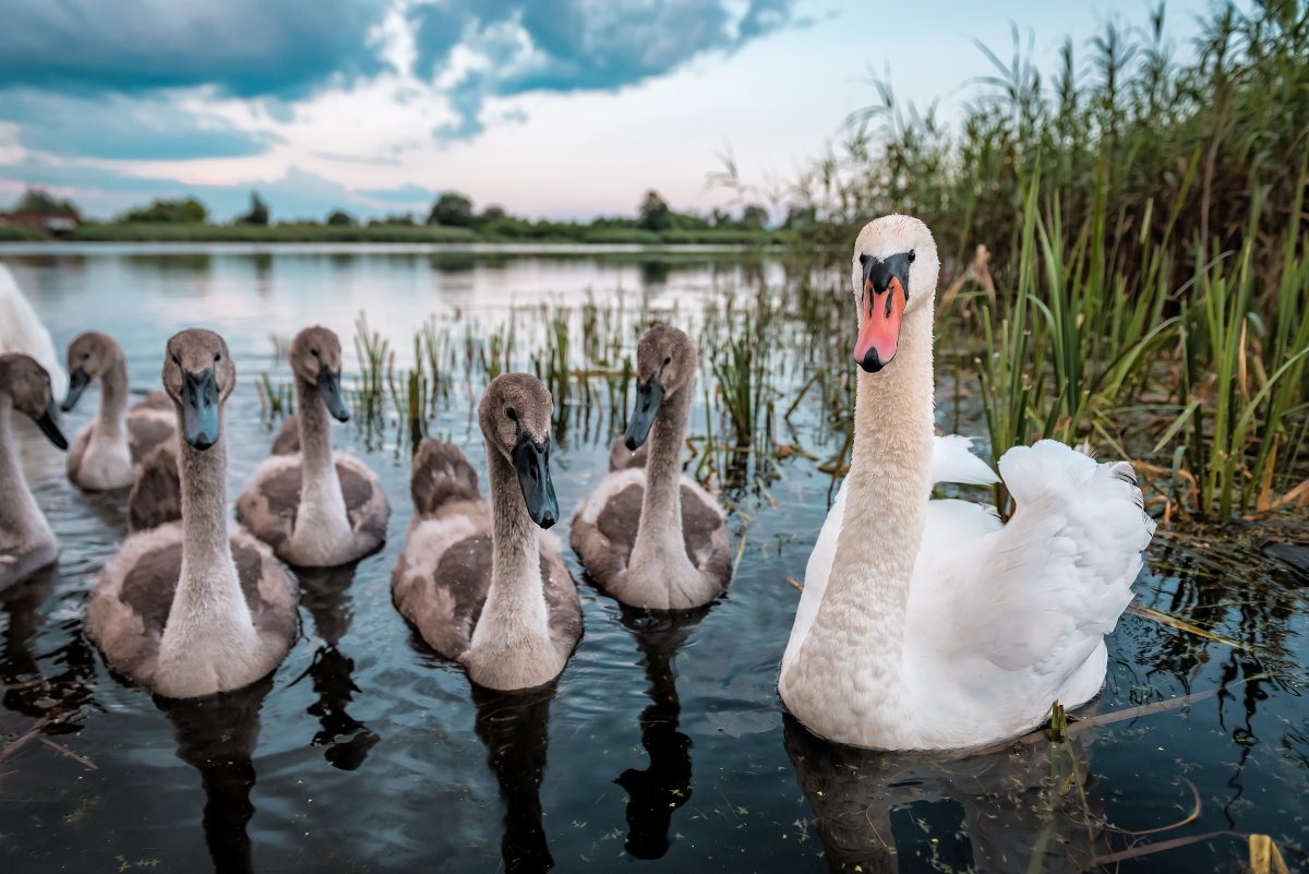 Schwimmteich mit Schwänen