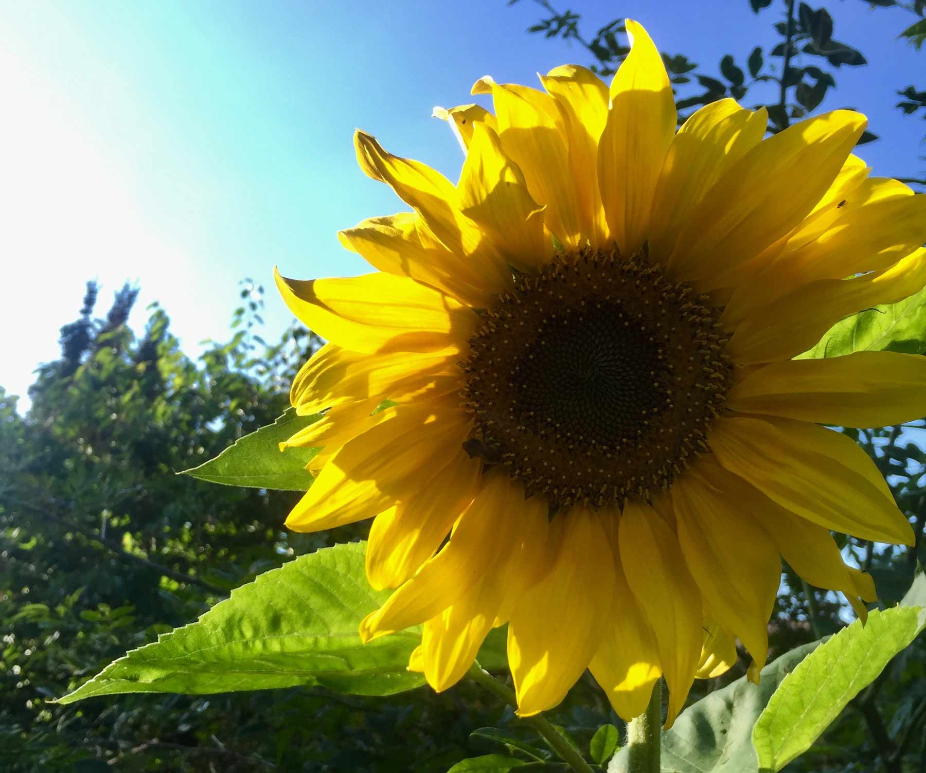 Sonnenblume