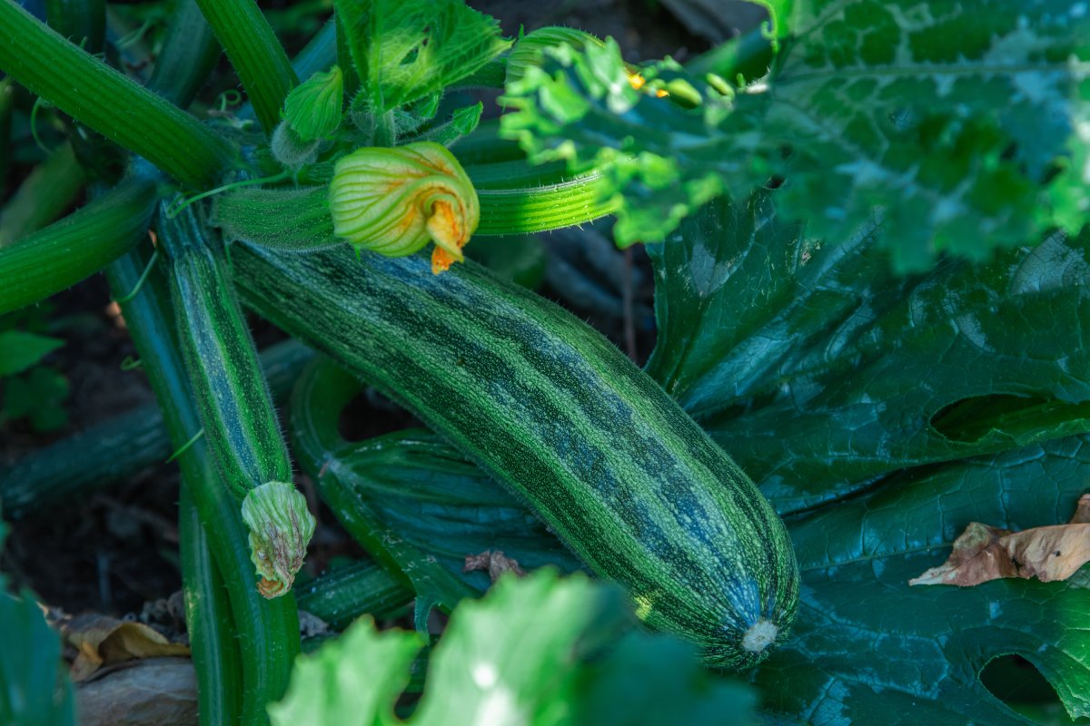 Zucchini Pflanze mit Frucht