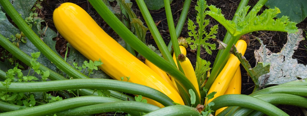 Blüten, aber keine Früchte an Zucchini & Co: Ursachen und Maßnahmen