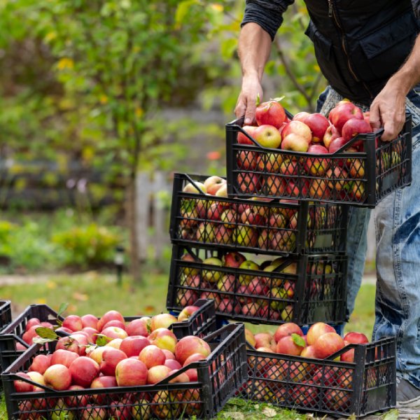 Pflücken, einlagern und verarbeiten: Wann Äpfel ernten?