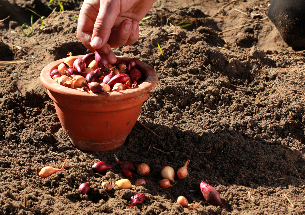 Gemüsezwiebeln vor der Aussaat