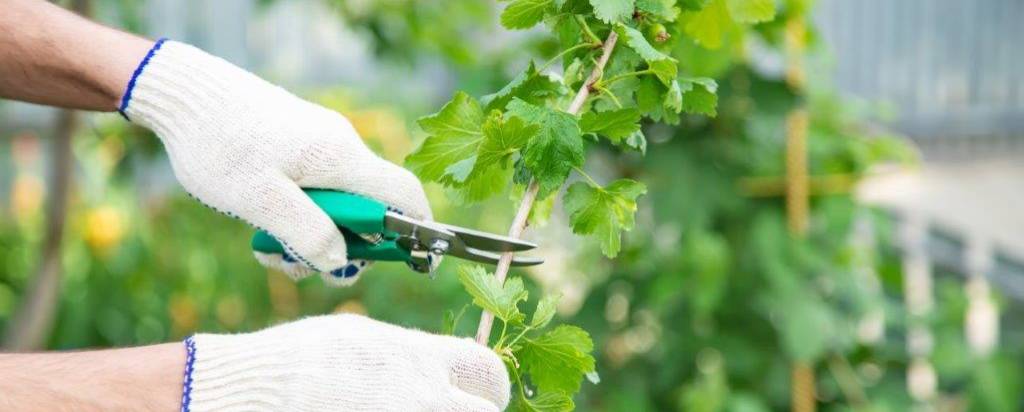 Beerenstrauch mit Gartenschere auslichten