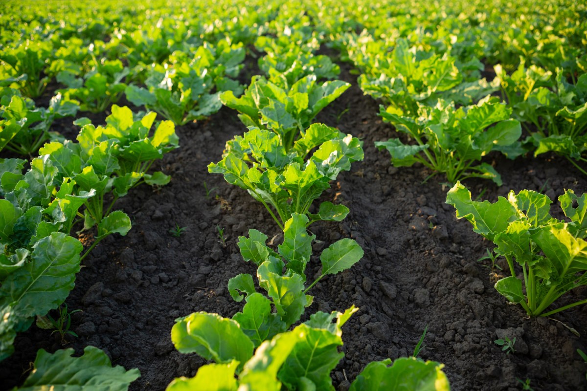 Aufgelockerter Boden