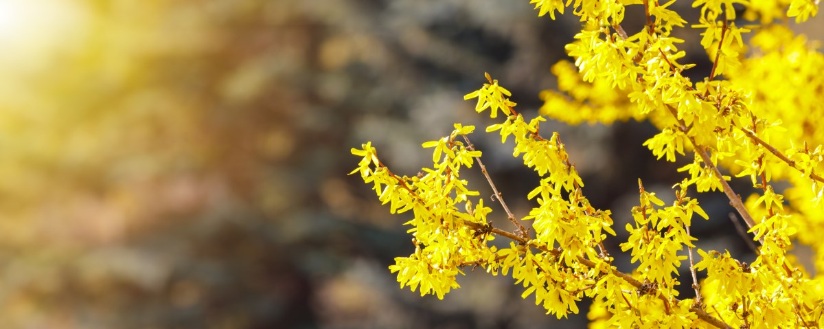 Forsythie in der Blüte
