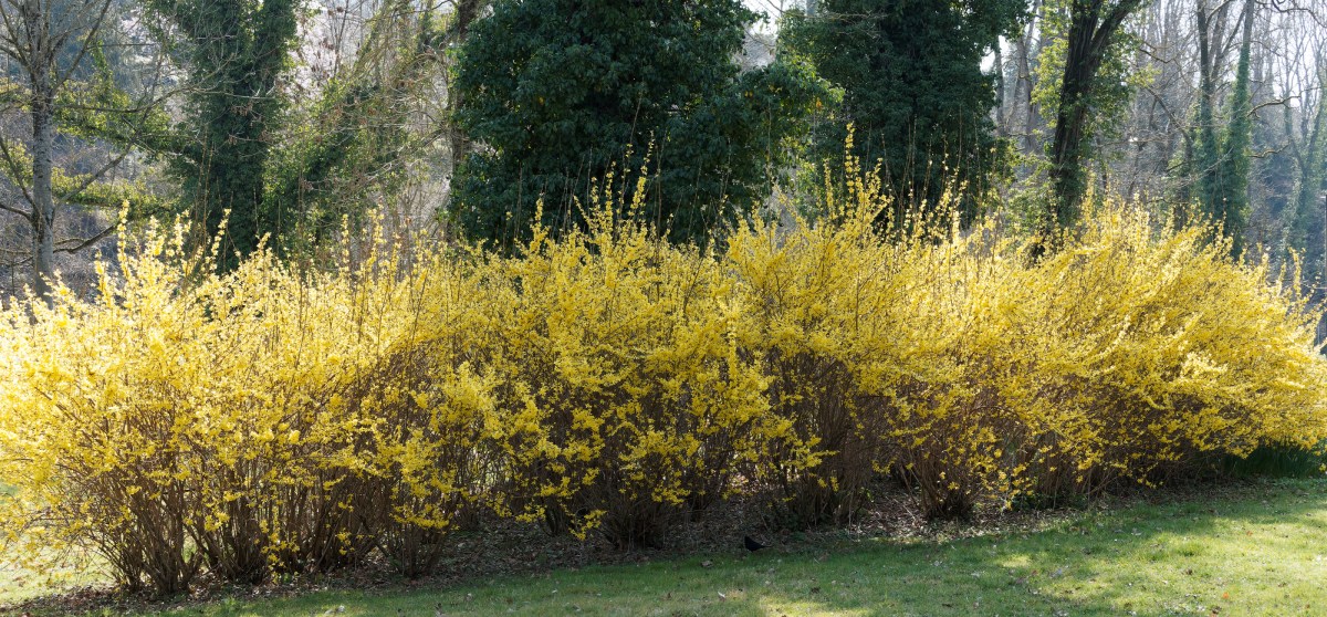 Forsythien nebeneinander als Hecke