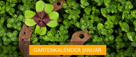 Das Gartenjahr im Januar - Gartenkalender