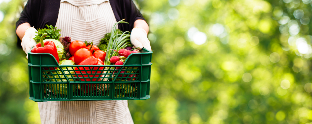 Leckeres Gemüse frisch von der Ernte