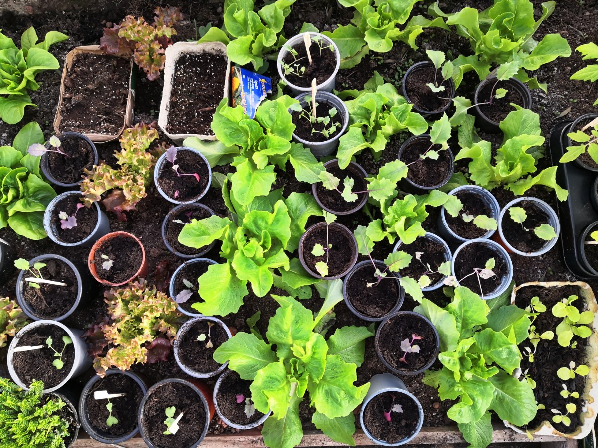 vorgekeimte Gemüse Setzlinge