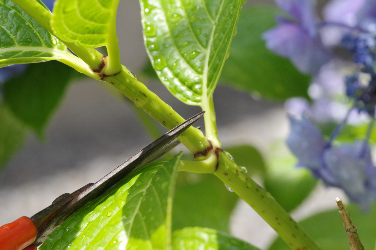 Hortensien schneiden