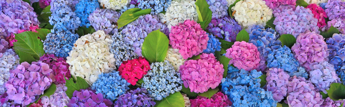 bunte Hortensienblüten