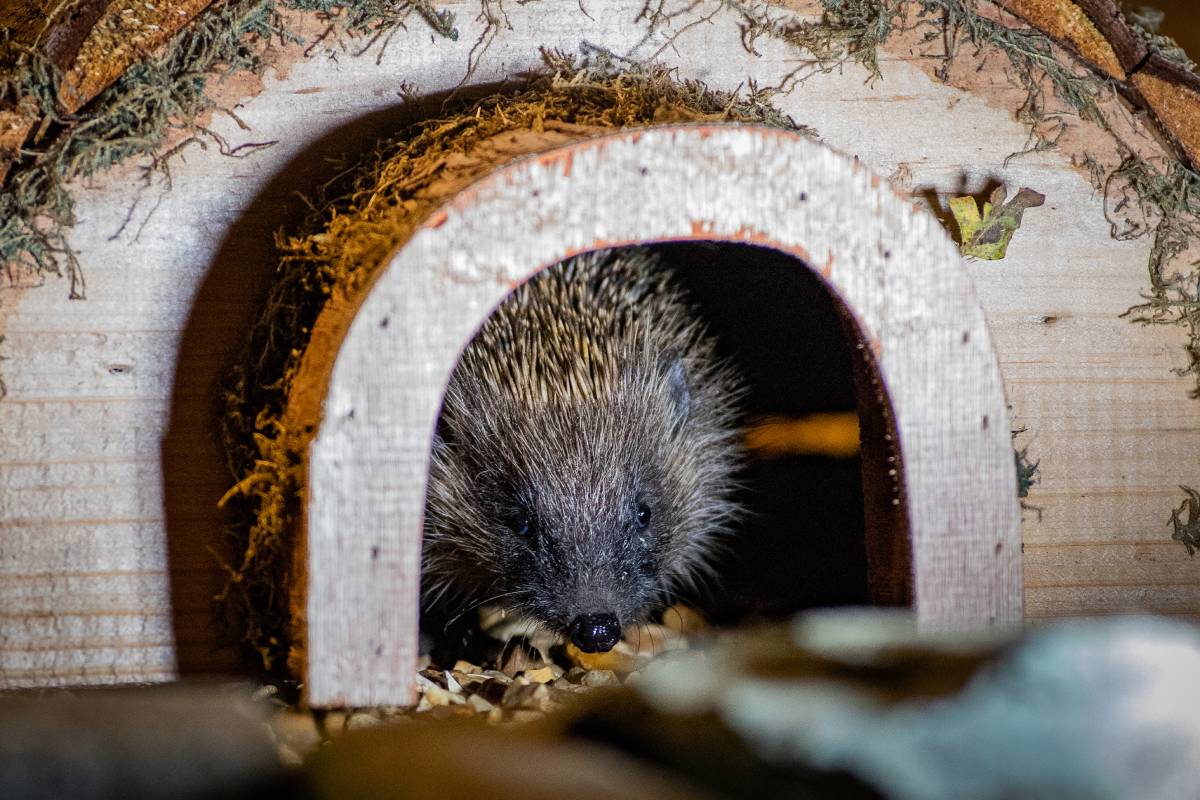 Igel im Igelhaus