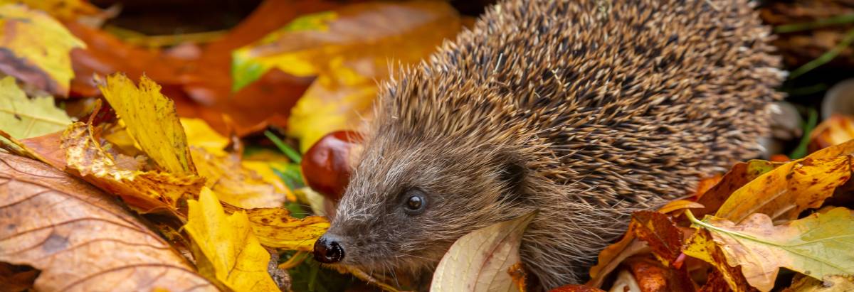 Igel unterwegs im Laub mit Kastanien