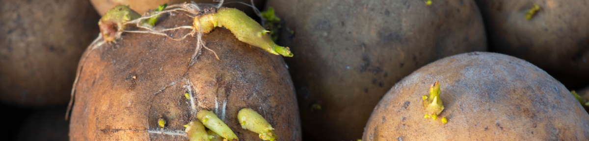 keimende Kartoffeln im Eimer