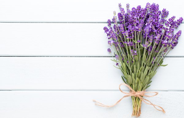 Lavendel schneiden: bester Zeitpunkt und Vorgehensweise