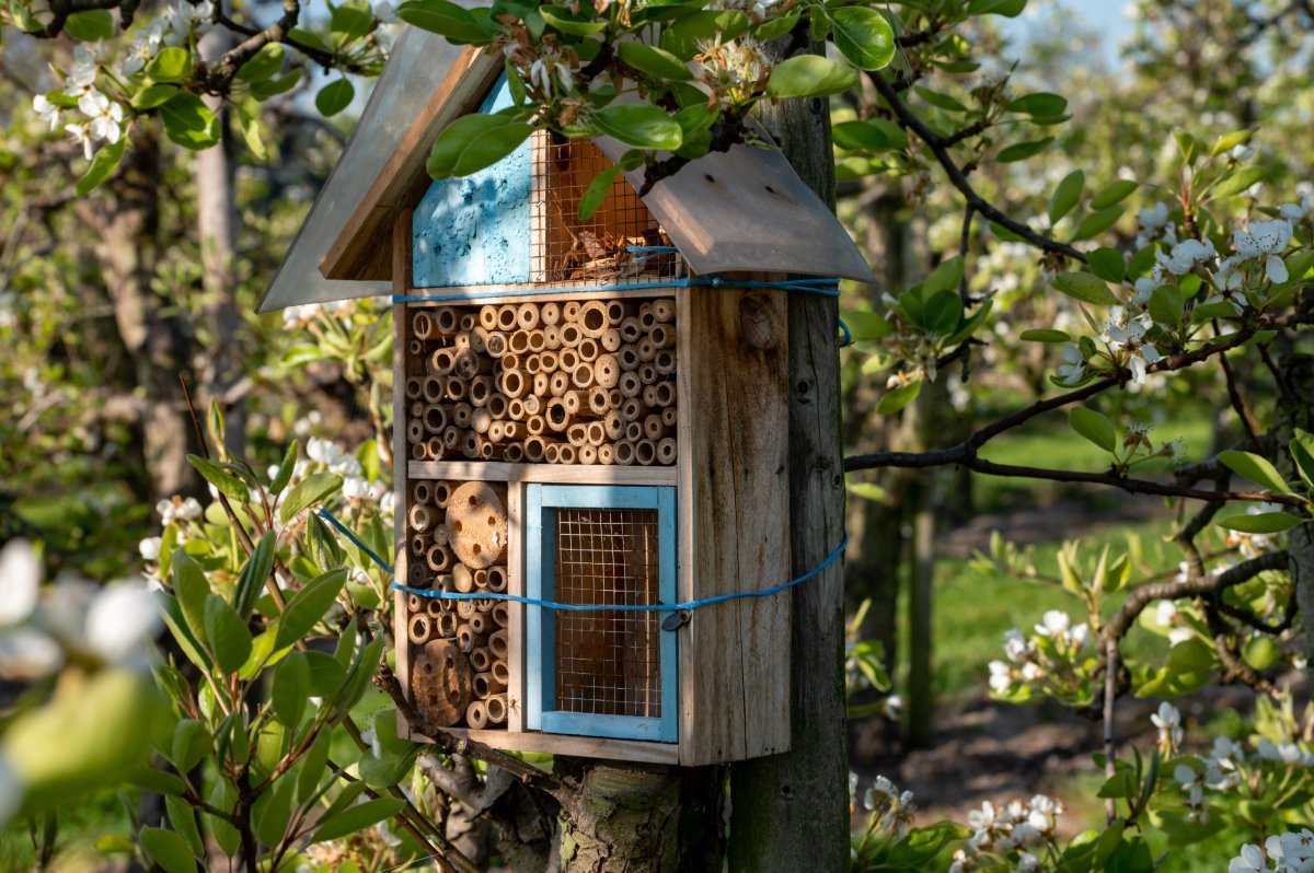 Insektenhotel für mehr Nützlinge im Garten