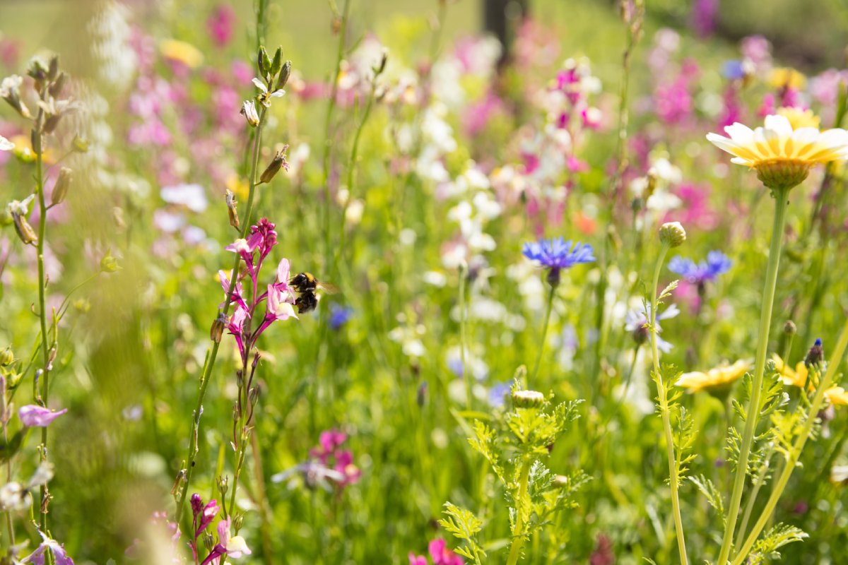 Nützlingswiese mit vielen Blüten, Bienen und Insekten