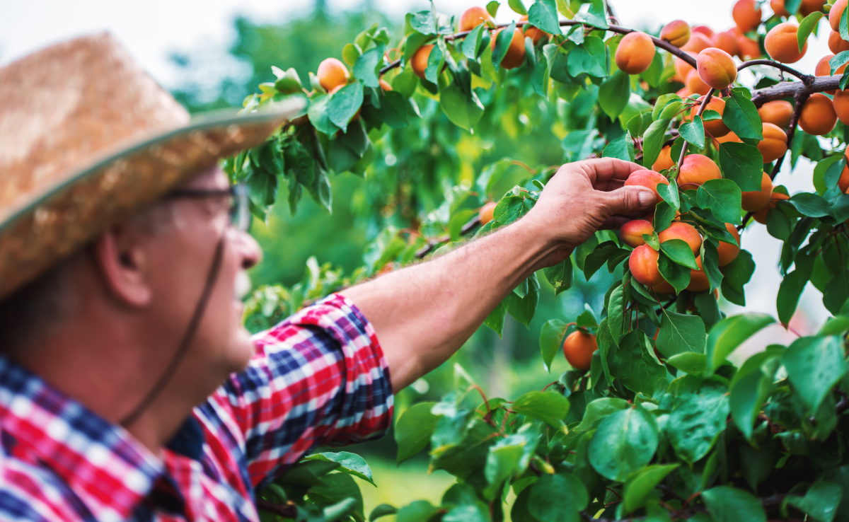 Obstbaum kurz vor der Ernte