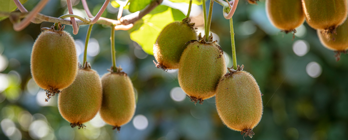 Obstbaum mit Früchten