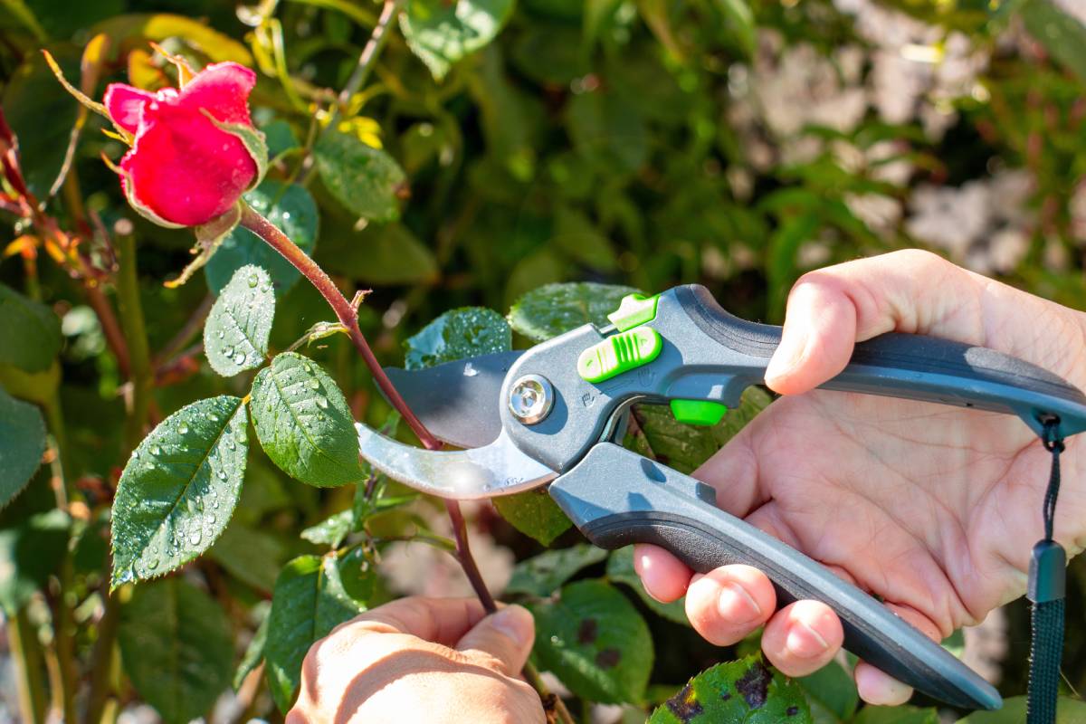 Pfingstrosen mit der Gartenschere schneiden