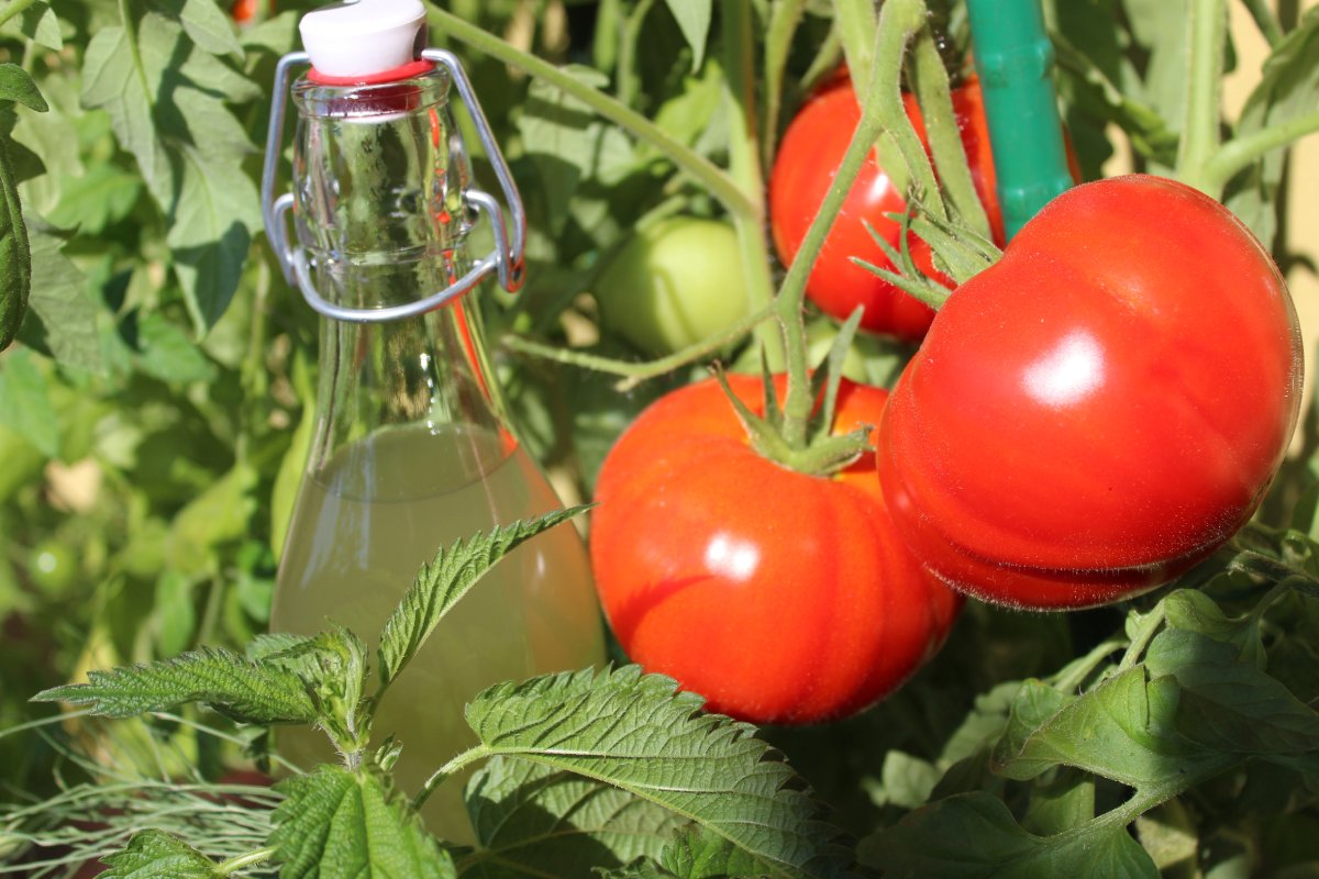 Pflanzenjauche aus Brennesseln als natürlicher Dünger für Tomaten