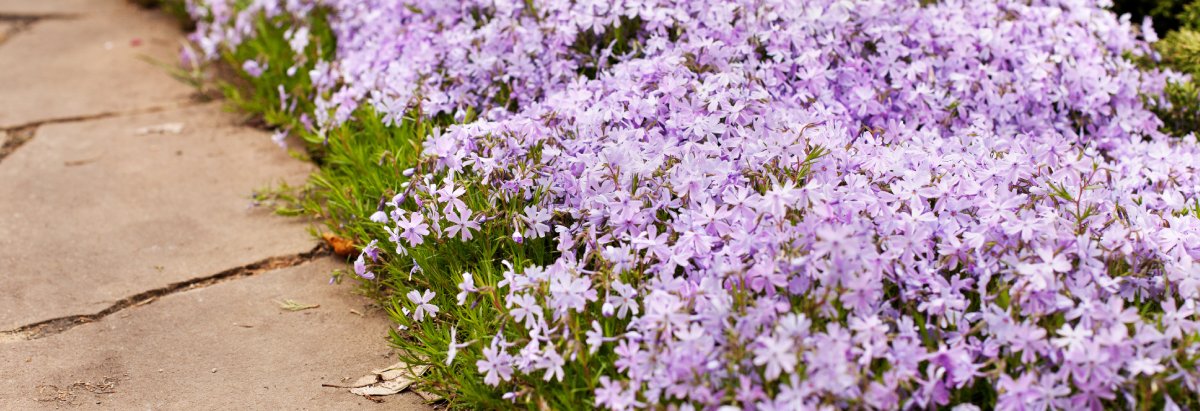 Phlox wächst in einem Beet