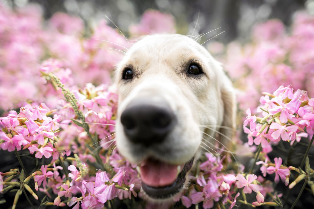 Phlox mit glücklichem Hund