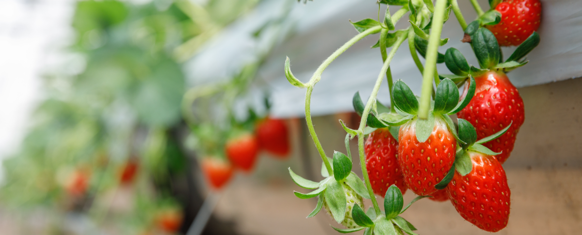 Reife Erdbeeren