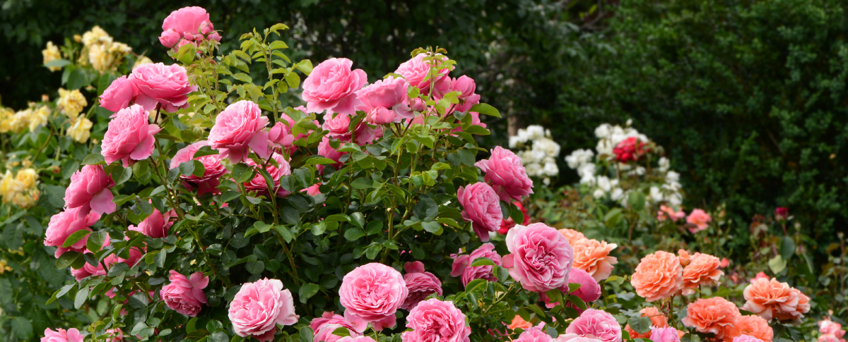 imposanter Rosenbusch