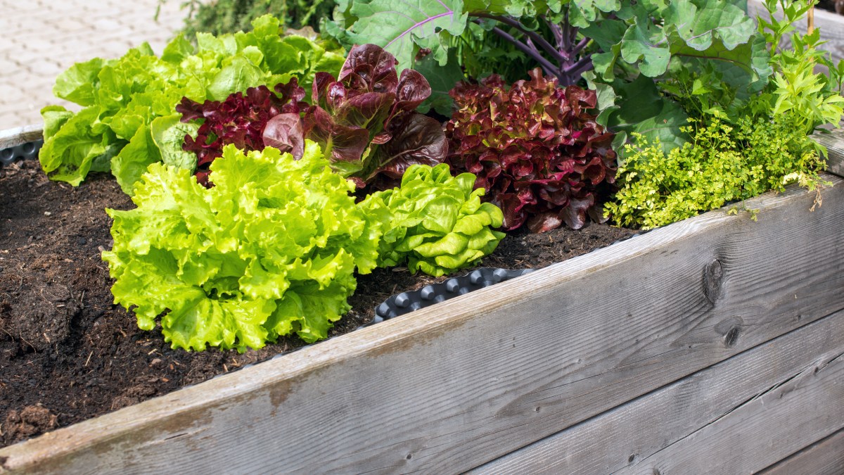 Salat im Hochbeet pflanzen