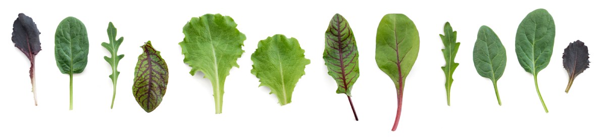 Salat pflanzen