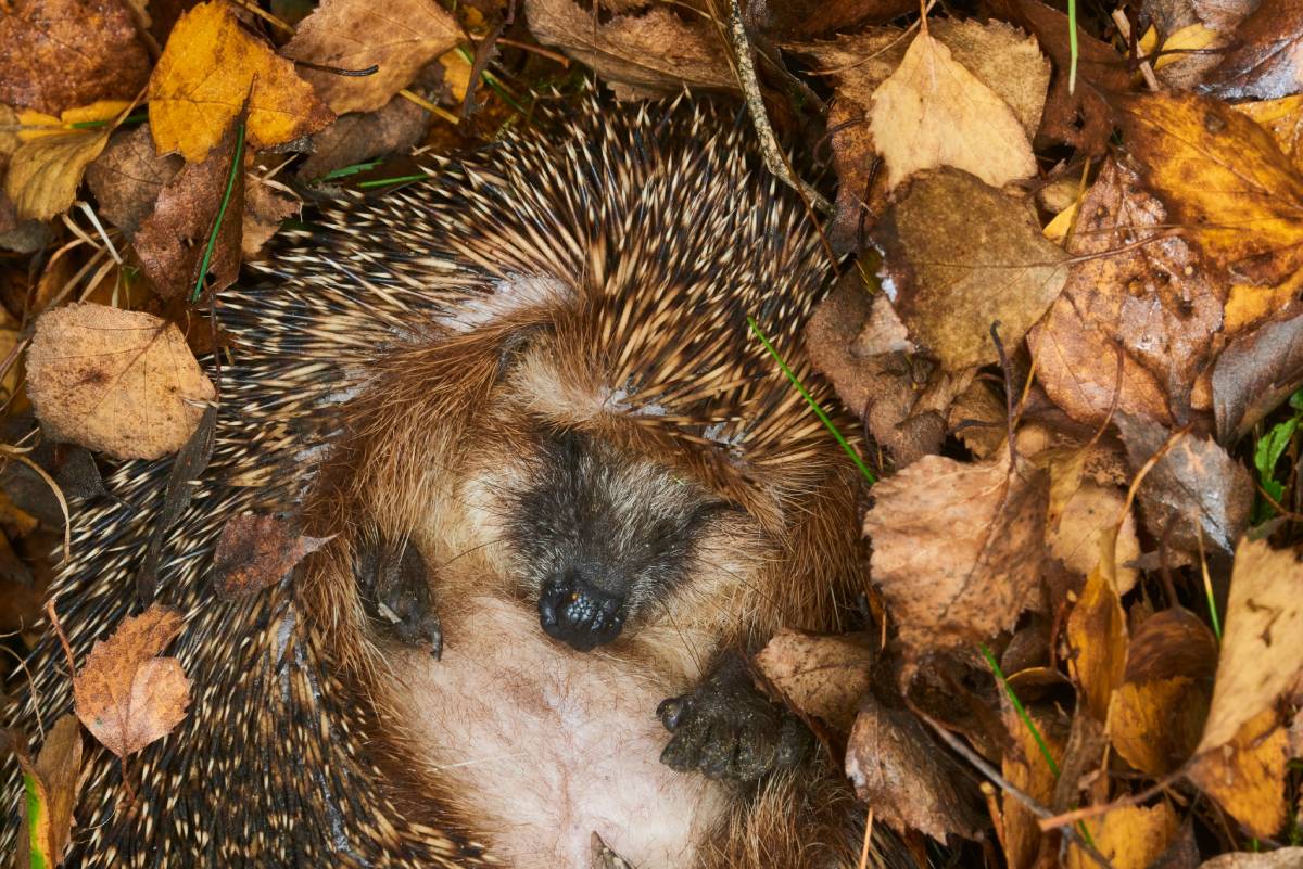 Igel, der eingerollt schläft