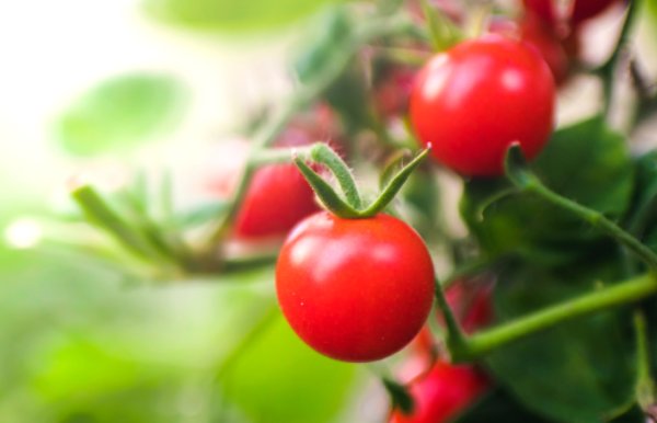 Tomaten ausgeizen: So entfernen Sie Geiztriebe