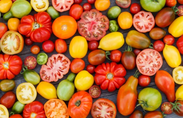 Tomaten ausgeizen: So entfernen Sie Geiztriebe
