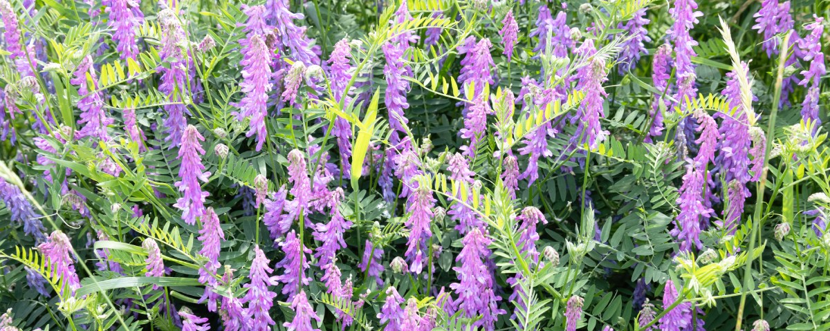 Wicken in voller Blüte