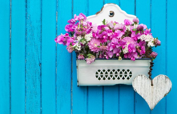 Wicken – farbenprächtiger Blütenzauber an Zäunen und Rankhilfen 