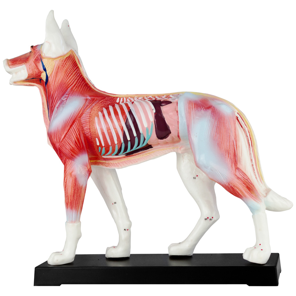 Pack Acupuncture Anatomie Figure Tcm Modele Acupuncture Modele Selection Animal Chien Boeuf Cochon Cheval Chat Muscle Modele Medmod Boutique En Ligne Ceres