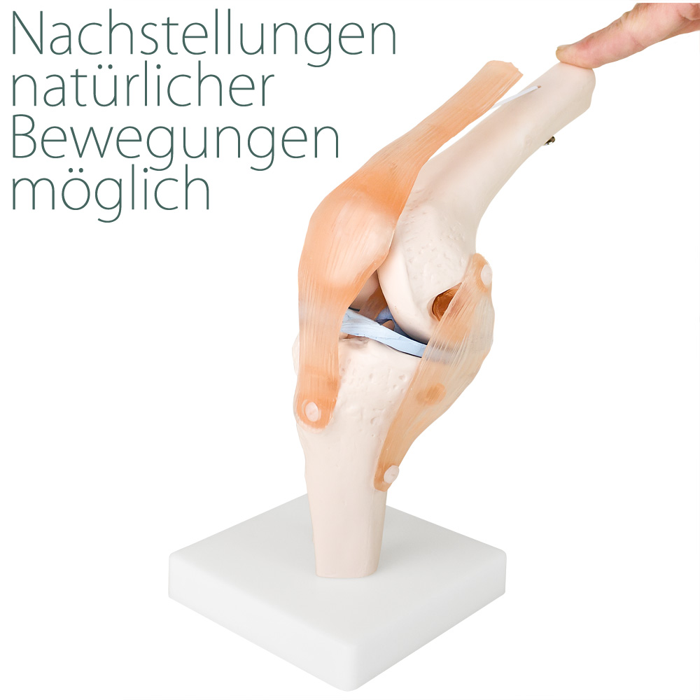 Modello Anatomico Del Ginocchio Umano A Grandezza Naturale – Con Legamenti Flessibili E Base Per Studio Medico - 2