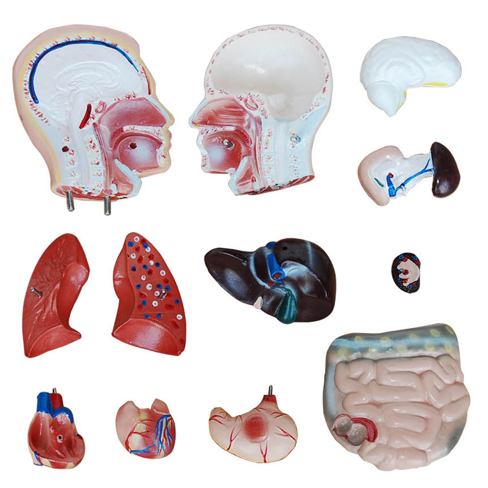 Modello didattico anatomico torso umano con organi amovibili